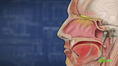 A video showing how sense of smell works in the brain.
