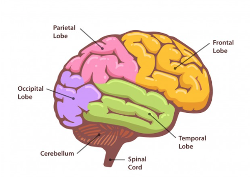 Diagram of different parts of the brain